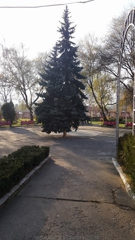 Bradul, montat in Parcul Orăsenesc
