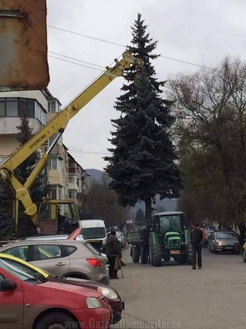 Bradul a fost transportat cu utilajele si angajatii Primarie Moreni