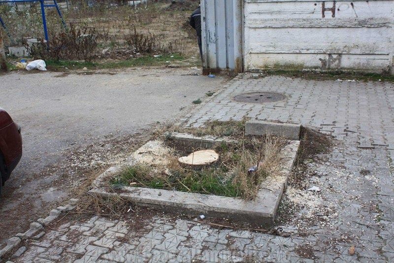 Locul din care a fost tăiat bradul