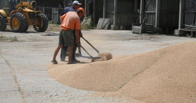 Prețuri mai bune pentru grâu decât în 2016 (Analiză bursa cerealelor AgroGo) Prețuri mai bune pentru grâu decât în 2016 (Analiză bursa cerealelor AgroGo)
