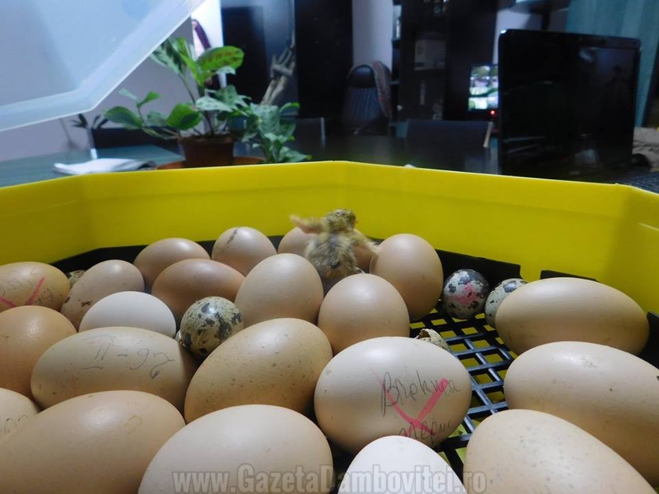 16224_582617765235155_2509693537221800837_n