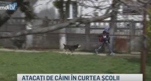 caini