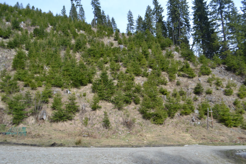 DSC_0420_800x533