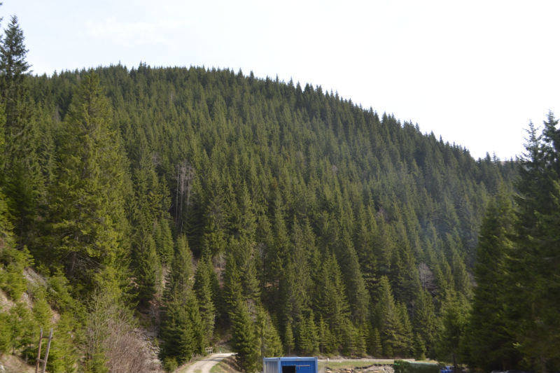 DSC_0462_800x533
