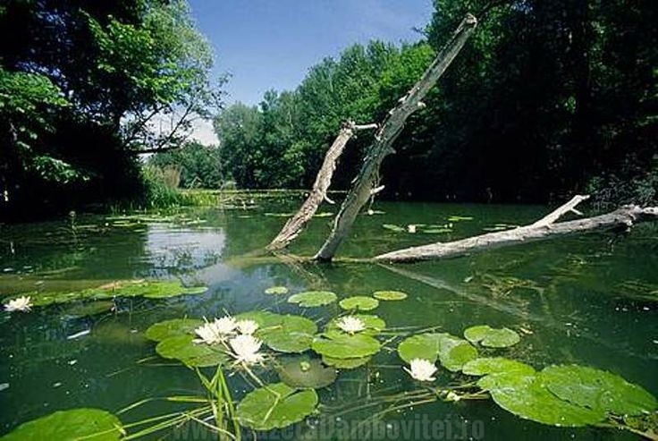 delta-dunarii-plante