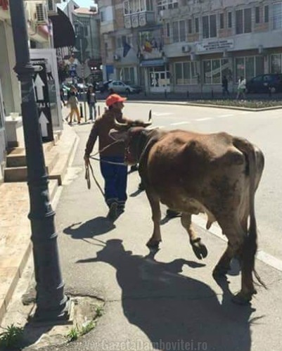vaca
