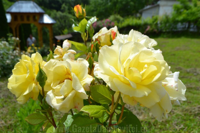 DSC_0099_800x533