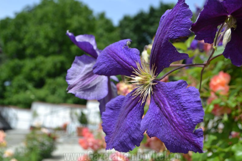 DSC_0102_800x533