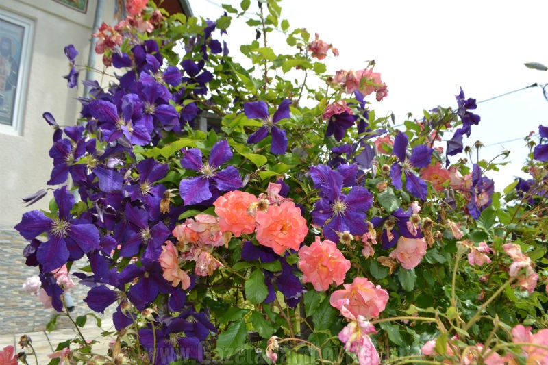 DSC_0105_800x533