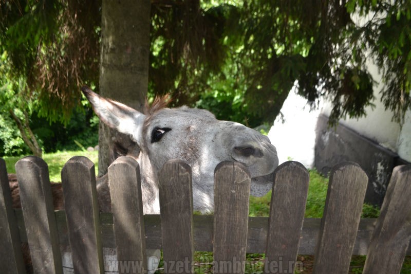 DSC_0135_800x533