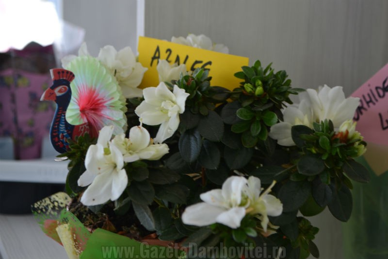 DSC_1206_800x533