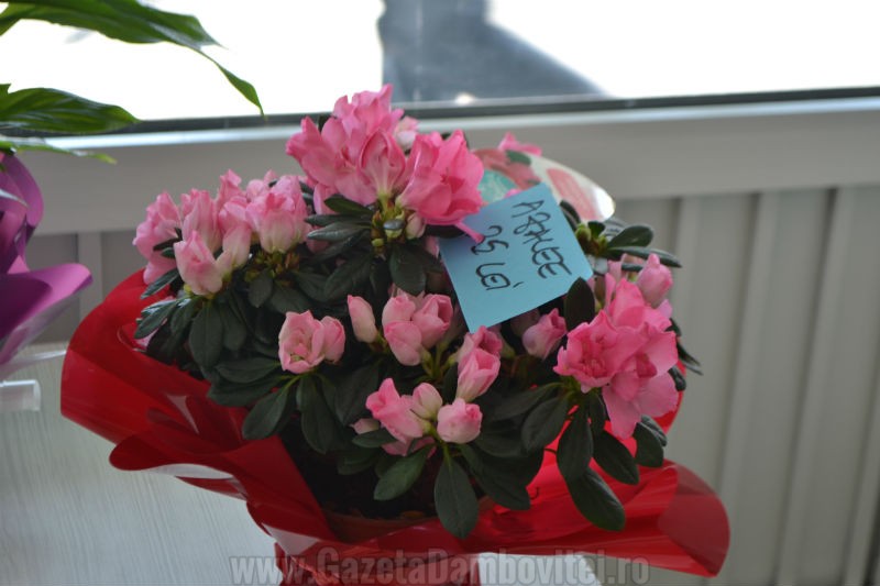 DSC_1207_800x533