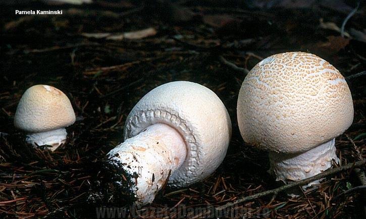 Agaricul arvensis