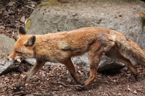 43559186 - red fox (vulpes vulpes). wild life animal.