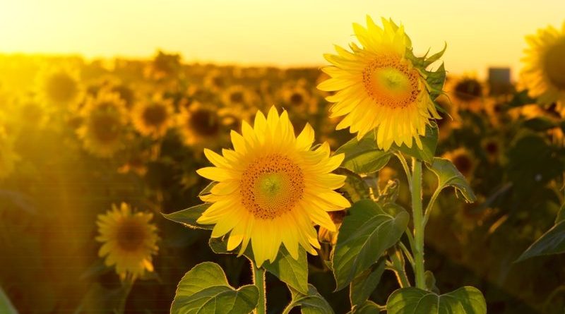 AnalizÄ Agrogo PreÈul Pentru Floarea Soarelui In ScÄdere