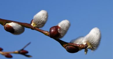 Pare că vine primăvara! Meteorologii anunță vreme caldă în perioada următoare Pare că vine primăvara! Meteorologii anunță vreme caldă în perioada următoare