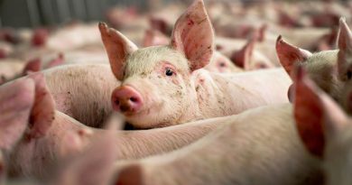 DSVSA Dâmbovița: Patru focare de pestă porcină africană… în gospodăriile oamenilor! Sunt cazuri de pestă și la mistreți, toate fondurile de vânătoare sunt afectate! DSVSA Dâmbovița: Patru focare de pestă porcină africană… în gospodăriile oamenilor! Sunt cazuri de pestă și la mistreți, toate fondurile de vânătoare sunt afectate!