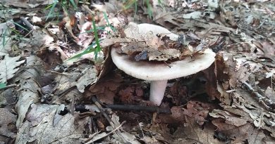 Cândești Vale: Un bărbat s-a rătăcit în pădure, la cules de ciuperci. A cerut ajutor la 112 Cândești Vale: Un bărbat s-a rătăcit în pădure, la cules de ciuperci. A cerut ajutor la 112