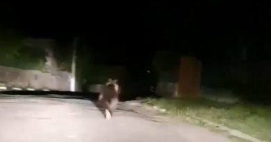 Urșii, la plimbare prin Moreni! Apelul autorităților Urșii, la plimbare prin Moreni! Apelul autorităților
