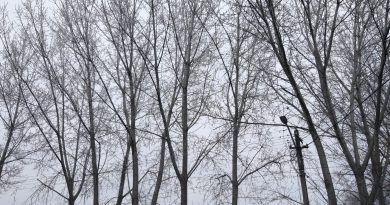 Vine iarna! Vremea va fi rece și este în vigoare un Cod Galben de ninsori Vine iarna! Vremea va fi rece și este în vigoare un Cod Galben de ninsori