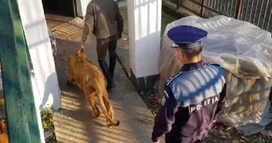 VIDEO: Leul maltratat din clipul unui manelist, găsit de polițiști la Picior de Munte VIDEO: Leul maltratat din clipul unui manelist, găsit de polițiști la Picior de Munte