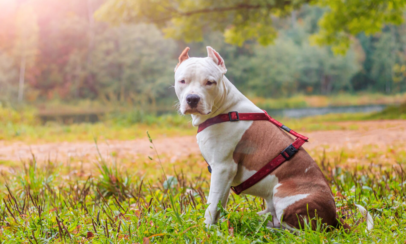 caine amstaff