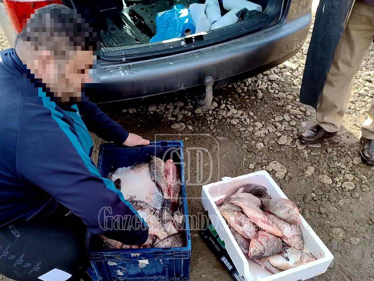 foto 1 pește 1