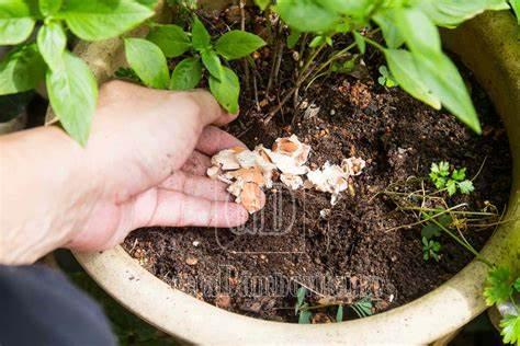 coji de oua plante