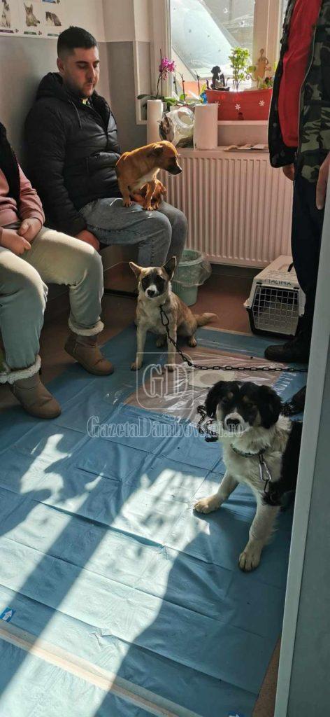 sterilizare moreni (1)