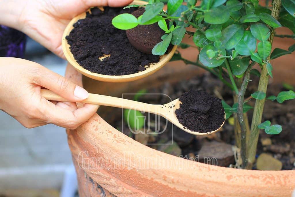 zat de cafea la plante