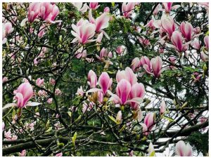 magnolii