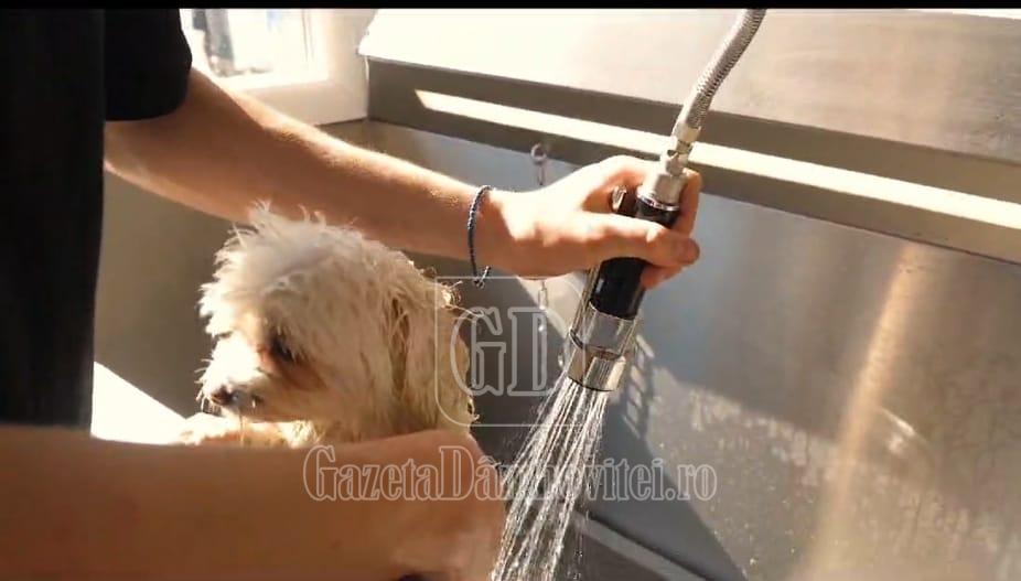 caini dog spa