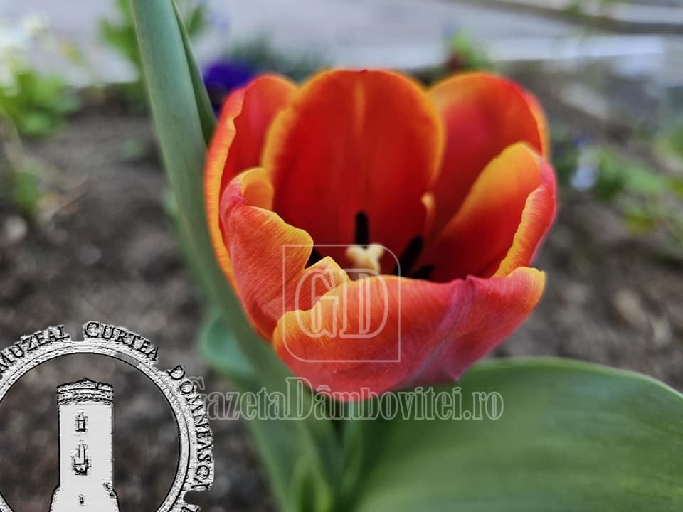 lalea doamna maria brancoveanu