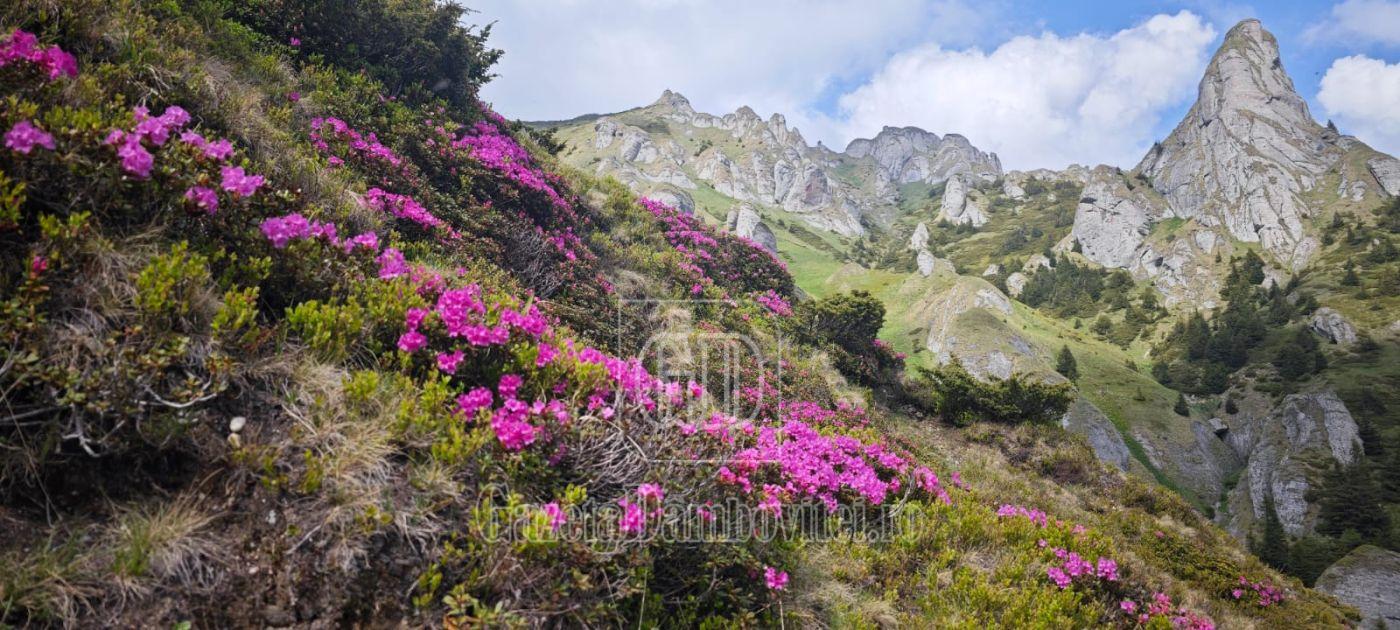 bujorul de munte (4)