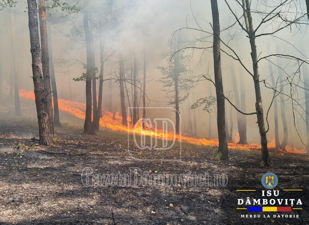 incendiu padure (3)