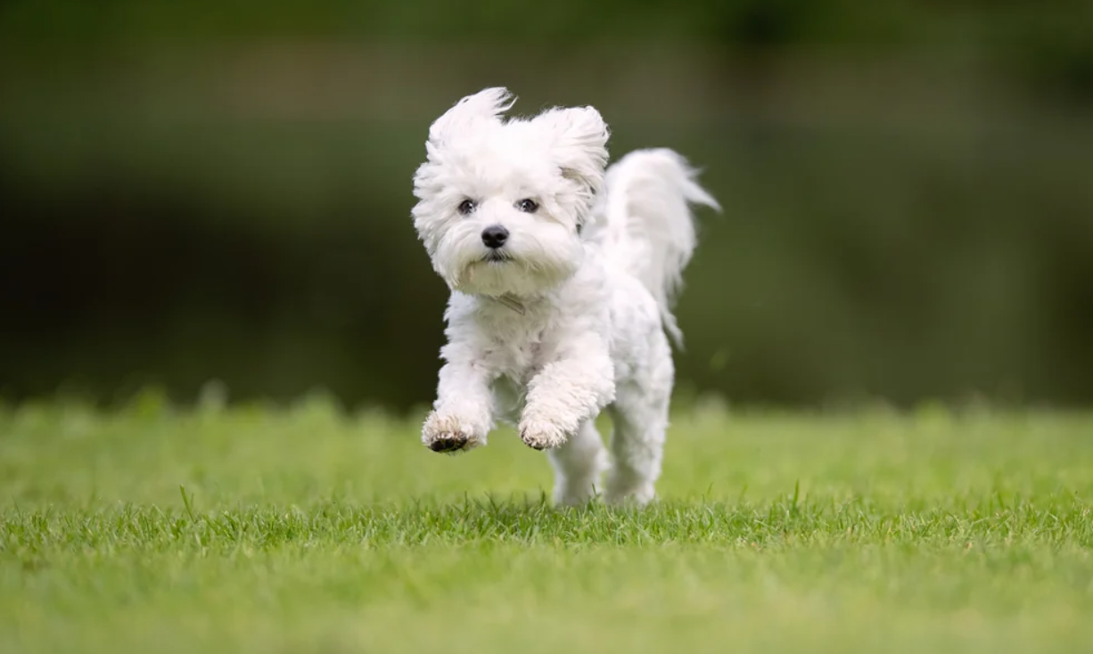 caine bichon