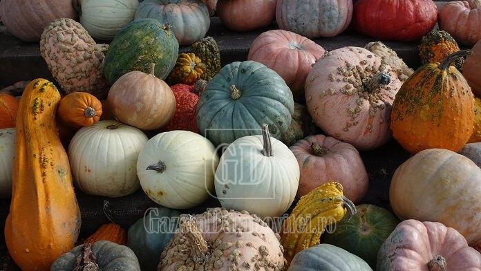 dovleci colorati