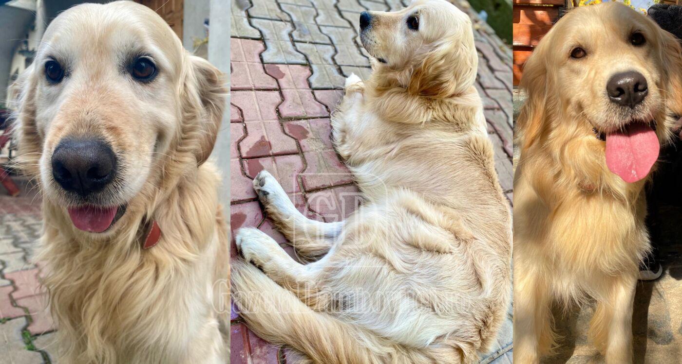 oscar