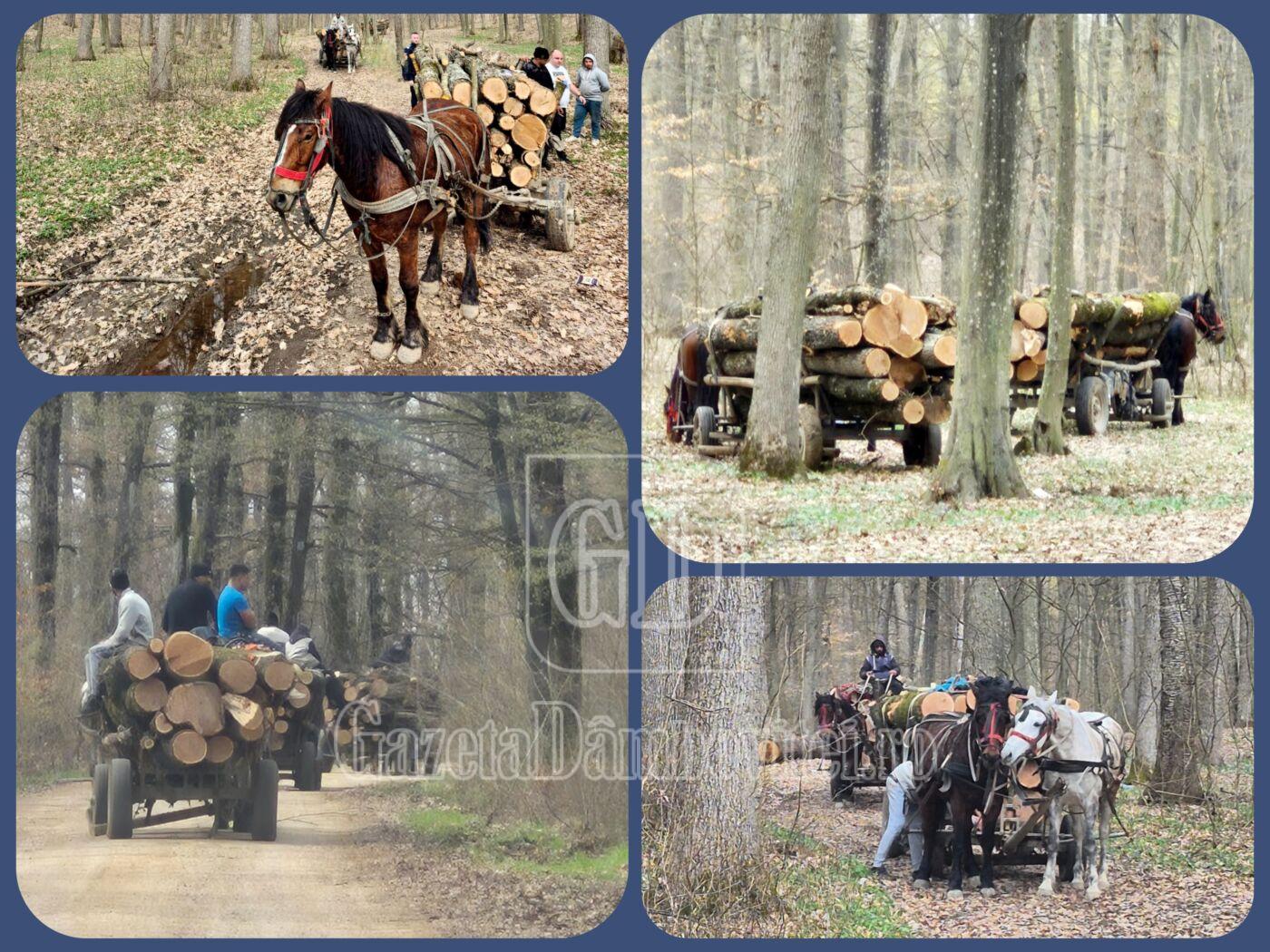 foto lemne bucșani colaj