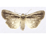 fluture