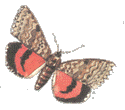 fluture2