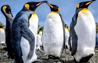 pinguini