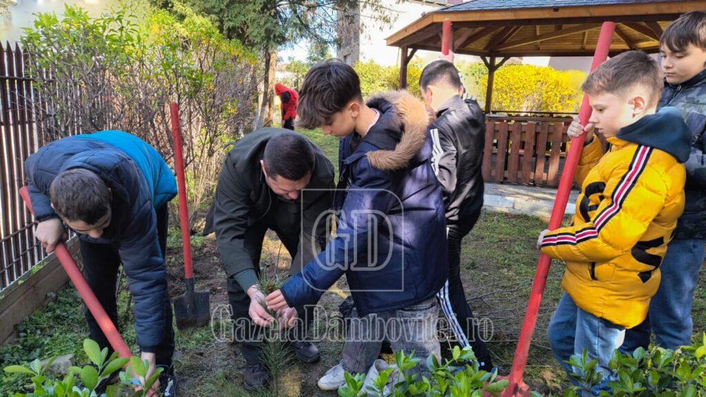 plantare paul banica 10