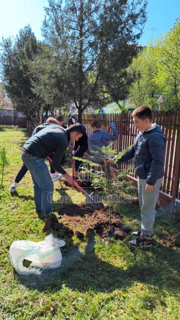 plantare paul banica 6