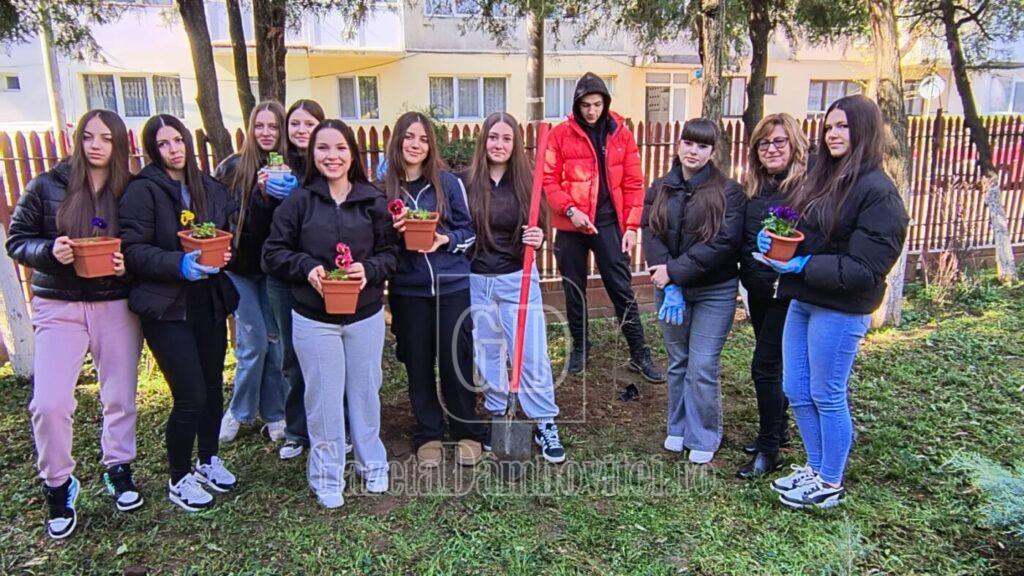 plantare paul banica 7