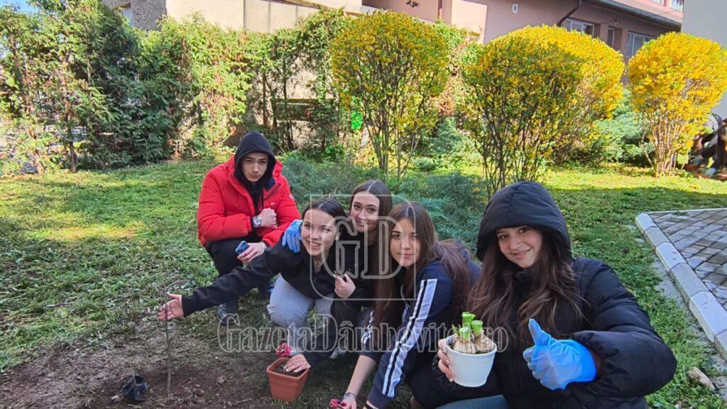 plantare paul banica 8