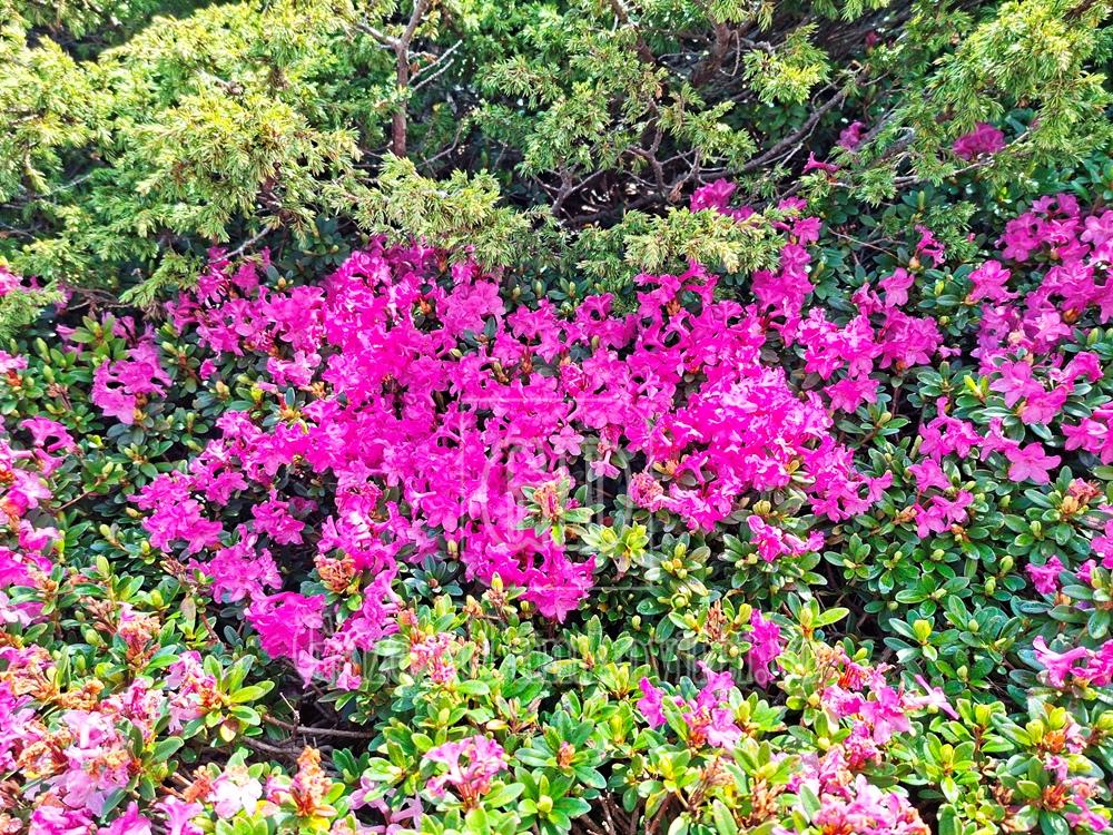 rododendron (1)
