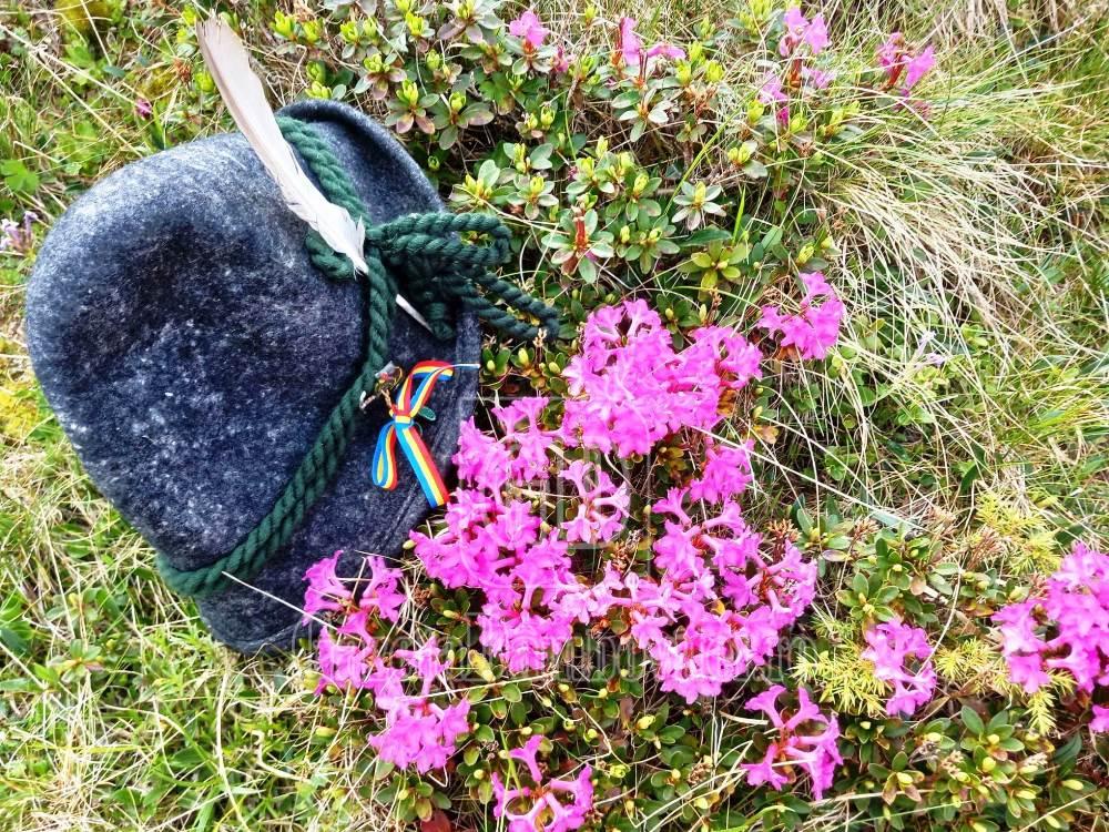 rododendron (6)