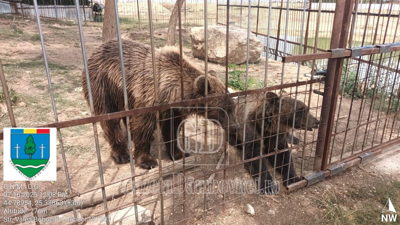 gradina zoo picior de munte (2)