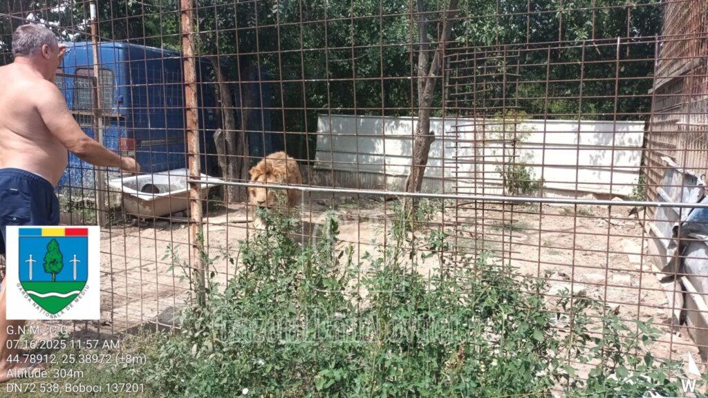 gradina zoo picior de munte (5)